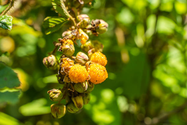 Rubus ellipticus also called himalaya yellow raspberry on bright summer day. Full species name - Rubus ellipticus  Sm. Stock photo