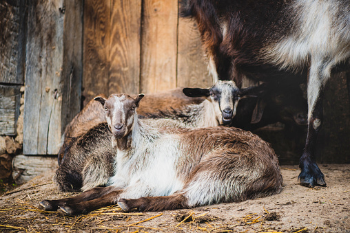 Goat family in a farm. Countryside / Rural life/ / Farming concept.