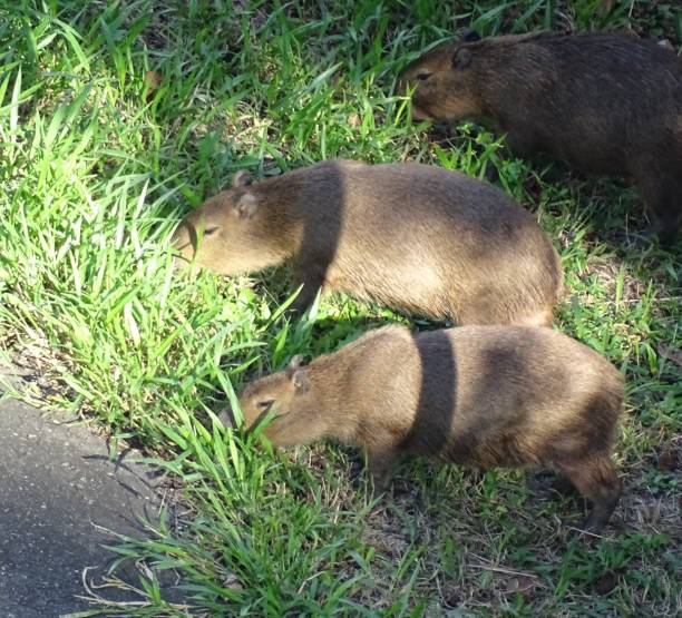 istock capybaras eating grass near asphalt road 1305885255