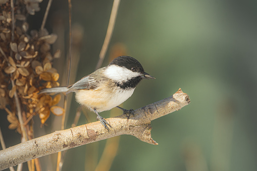 Background texture covered with beautiful close-up gray-brown feather wings.