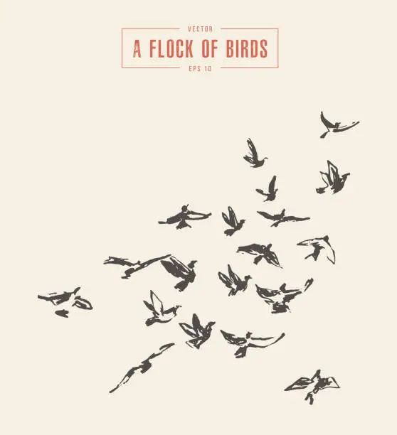 Vector illustration of A flock of birds drawn vector illustration, sketch