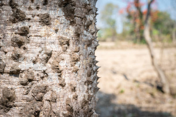 le plan rapproché des épines en forme de cône couvre le tronc de l’arbre de ceiba de bombax. - bark textured close up tree photos et images de collection