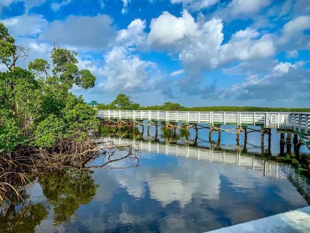 path through the mangroves of South Florida stock photo