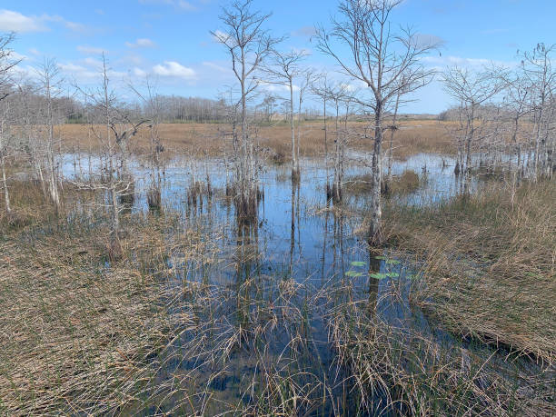 istock cypress trees during winter in a swamp in Florida 1305892995