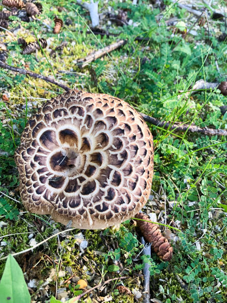 istock Brown Speckled Mushroom 1305893823