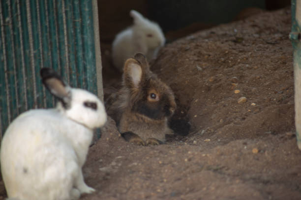 istock Close up photo of rabbit 1305894351