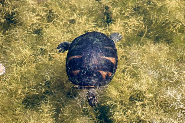 istock turtle swimming in Florida swamp 1305894368