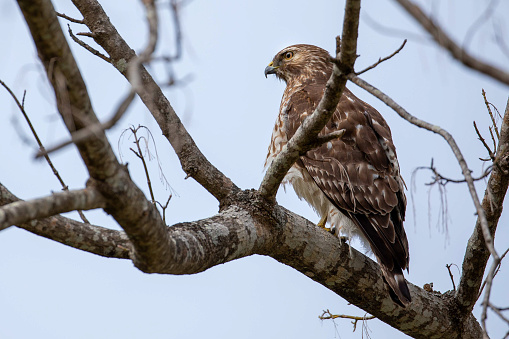 A majestic juvenile American bald eagle perched on a branch of a pine tree in north Idaho.