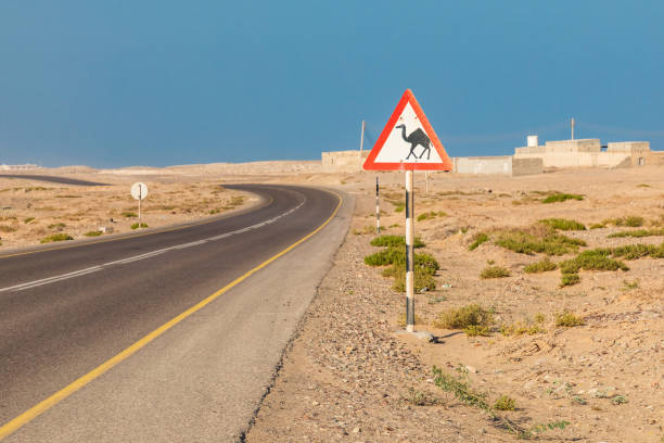 istock Camel crossing sign on a highway in Oman. 1305895456