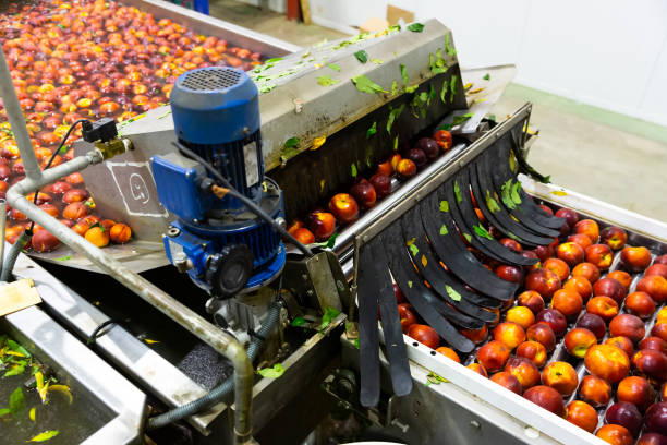 istock Cleaning and sorting peaches in factory automated line 1305896166