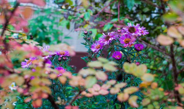 istock Bluish Aster Tongolensis, Family Compositae 1305896288