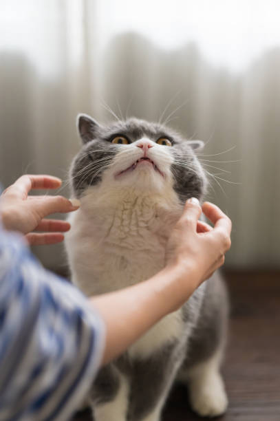 istock Reaching out to catch a British shorthair cat 1305896391