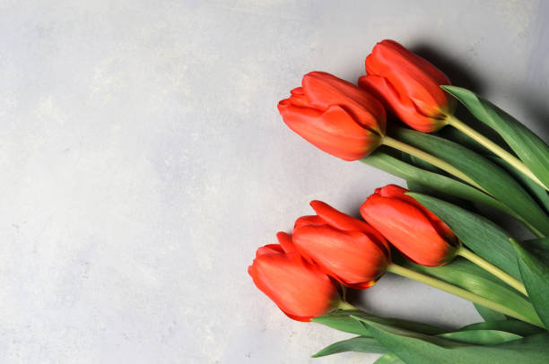 istock A bouquet of five tulips on a textured abstract background. 1305900105