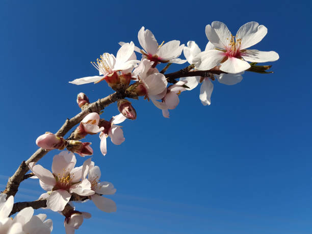 istock almond almods tree flower background srping isolated blue sky  background 1305900191