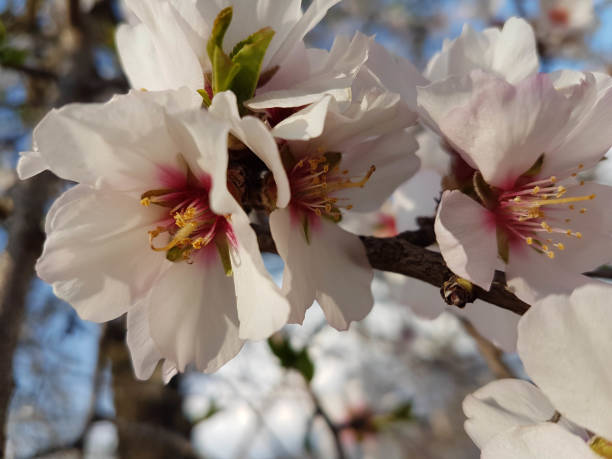istock almond almods tree flower background srping isolated blue sky  background 1305901084