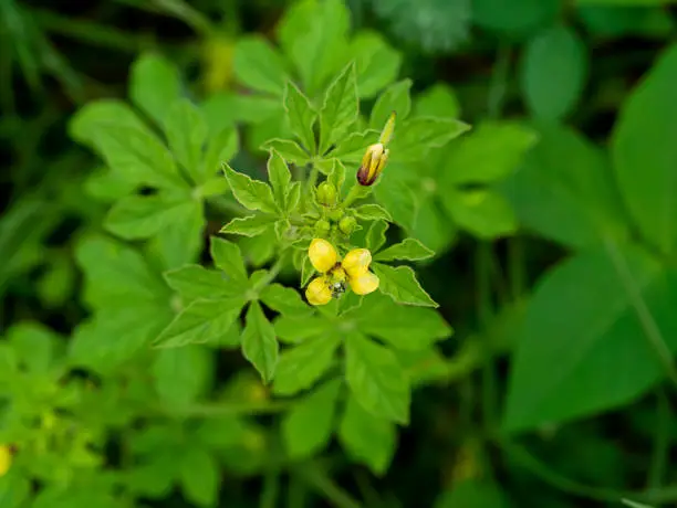 Close up of Yellow Asian Spider flower (Cleome viscosa plant) with green blur background.