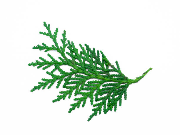 istock Green leaf of Chimese Arborvitae or Orientali Arborvitae tree on white background. 1305901186