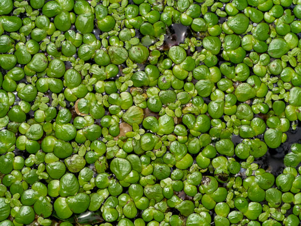 fermez-vous vers le haut du fond inférieur de feuilles de duckweed - duckweed photos et images de collection