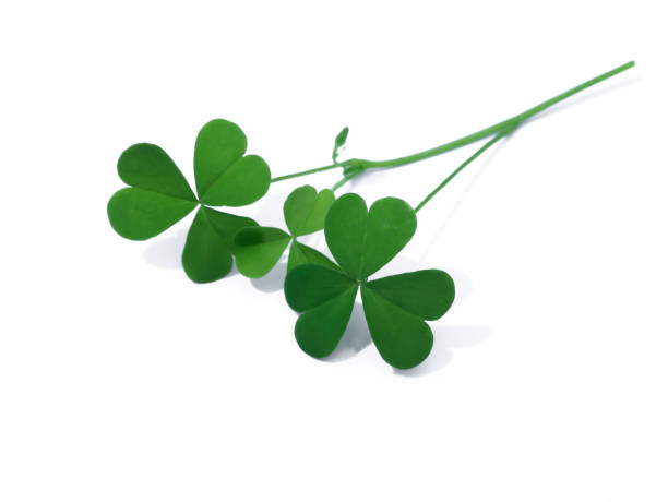 istock Close up Creeping lady's sorrel plant 1305901248