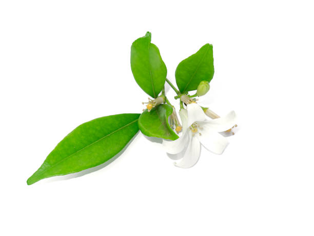 istock White Orange Jasmine or China Box flower 1305901796