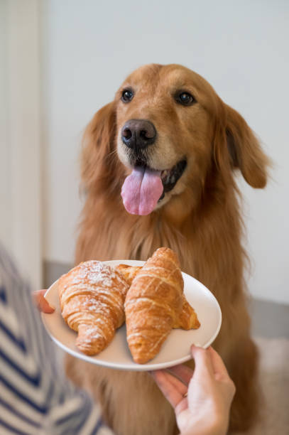 istock Golden Retriever is attracted by the bread in hand 1305901837