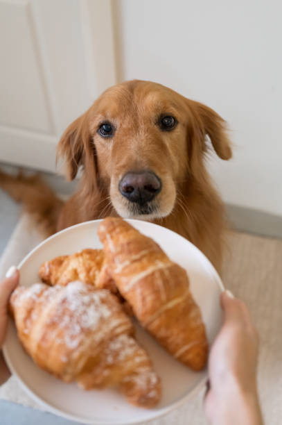 istock Golden Retriever is attracted by the bread in hand 1305901839