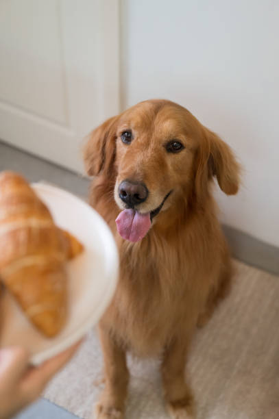 istock Golden Retriever is attracted by the bread in hand 1305901840