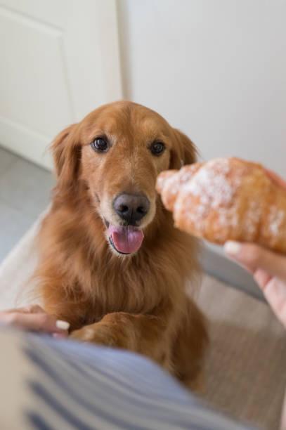 istock Golden Retriever is attracted by the bread in hand 1305901851