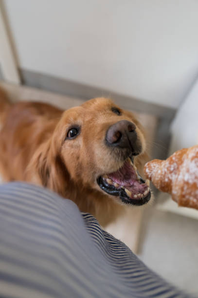 istock Golden Retriever is attracted by the bread in hand 1305901853