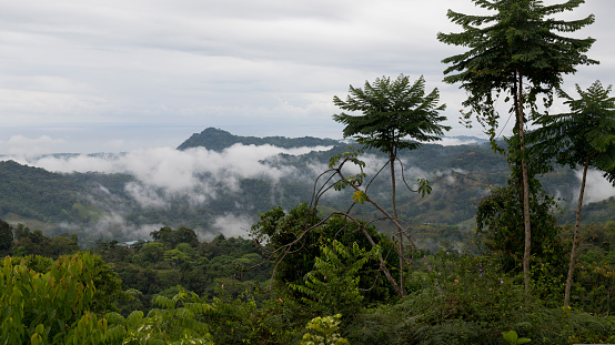 Landscape view of a beautiful exotic tree with jungle and cloudy sky in the background, south pacific coast of Costa Rica.