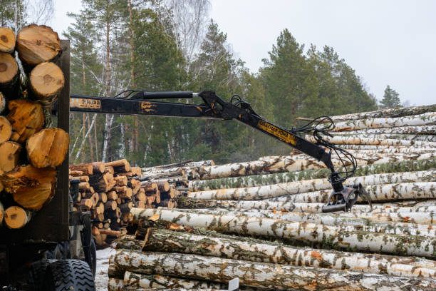 Loading birch logs onto special vehicles. Harvest of timber in the winter. Wood industry. stock photo