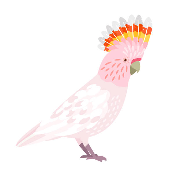 illustrations, cliparts, dessins animés et icônes de belle cacatoès. perruche de jungle de dessin animé avec le bec et les plumes, oiseau ailé tropical - feather pink white isolated