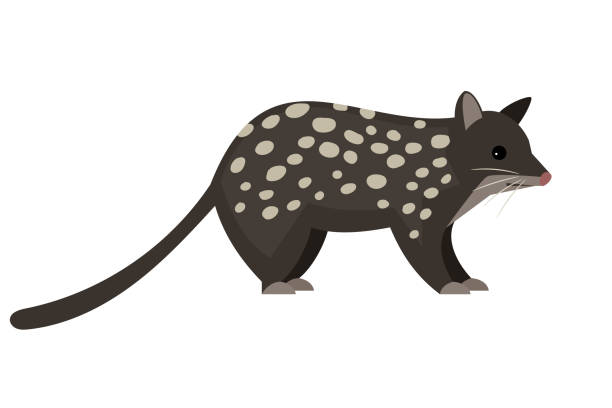 Cute wild rodent. Cartoon fluffy exotic animal, funny tasmanian quoll Cute wild rodent. Cartoon fluffy exotic animal, funny tasmanian quoll, vector illustration of night predator with spots isolated on white background spotted quoll stock illustrations
