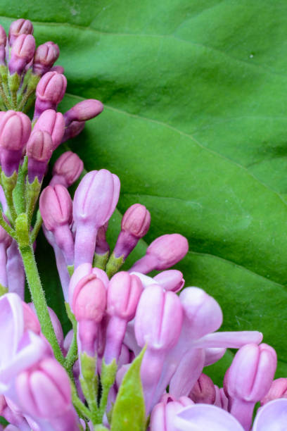 istock Spring Lilac flowers on background green leaf with decorative border copy space. 1305905645
