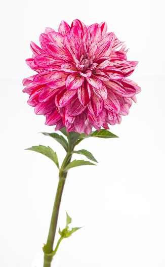 Deautiful flower dahlia isolated on a white background
