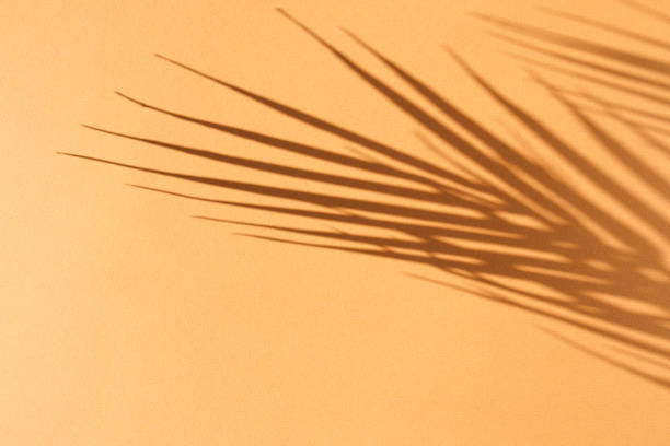 istock Palm leaves and their shadow on an orange background. 1305906392