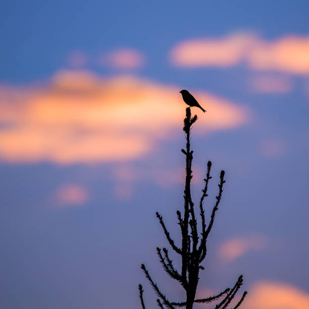 istock A beautiful bird silhouette against the sky. Springtime scenery with birds. 1305907241