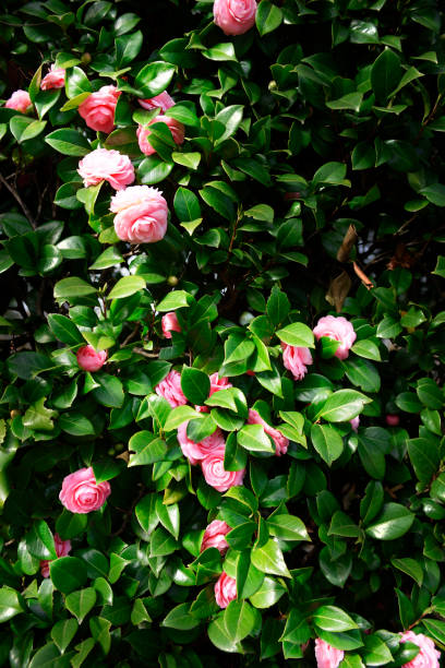 istock Pink camellias in full bloom 1305908643