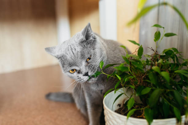 英国の純血種の白髪猫は、ホームルームのポットで緑のフィカスベンジャミン植物にかじります。選択的フォーカス - green fig ストックフォトと画像