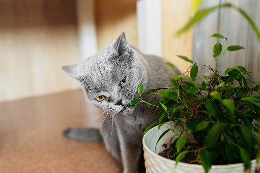 British purebred gray shorthair cat nibbles on green ficus benjamin plant in pot in home room. selective focus