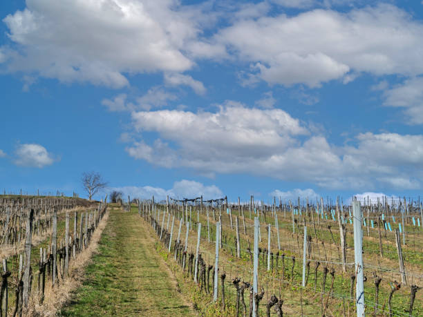 istock Senescent vineyard in winter with bare, dormant branches, green grass, blue sky in Austria 1305910487