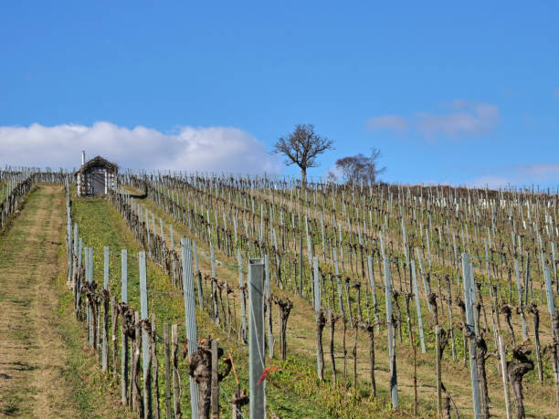 istock Senescent vineyard in winter with bare, dormant branches, green grass, blue sky in Austria 1305910488