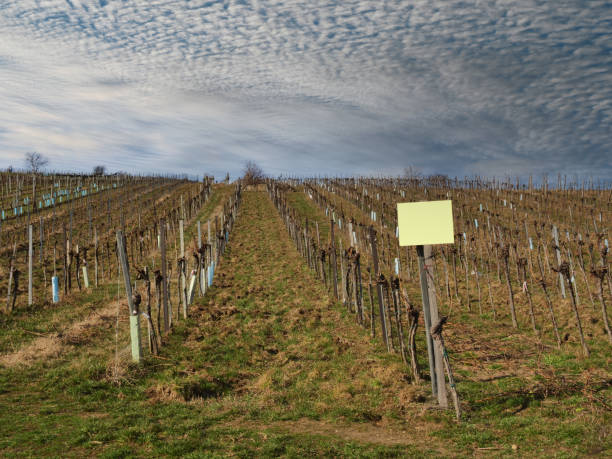 istock Senescent vineyard in winter with bare, dormant branches, green grass, cloudy sky in Austria 1305910503