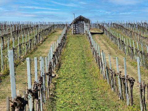 Senescent vineyard in winter with bare, dormant branches, green grass, blue sky in Austria