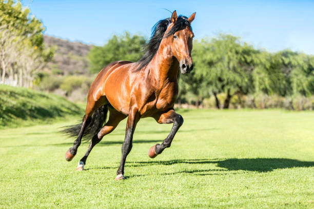 cavallo selvatico purosangue, in corsa libero sul campo - cavallo foto e immagini stock