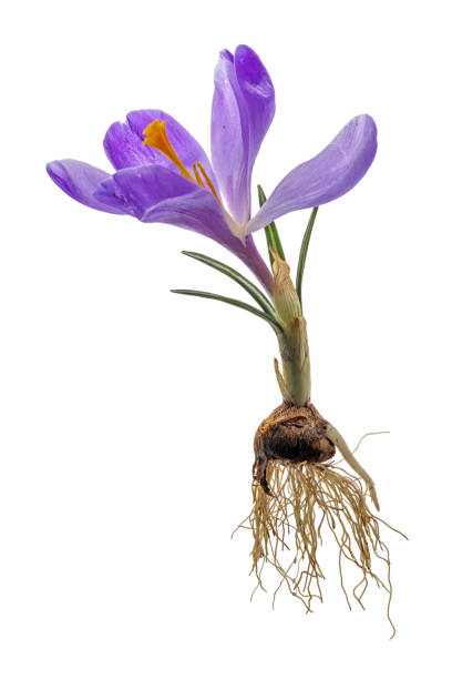istock Complete purple crocus with flower, leaves, roots and onion 1305912635