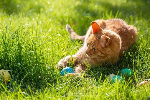 Red cat playing with Easter colorful eggs in grass on sunny spring day. Meadow with dyed multi-colored eggs. Happy Easter concept.