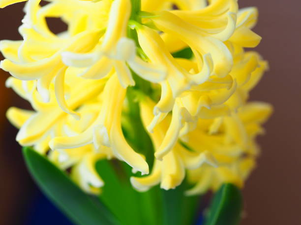 istock hyocinth flowers bright petals 1305912767