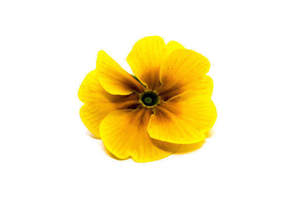 istock Yellow Primrose Blossom in Studio 1305913539