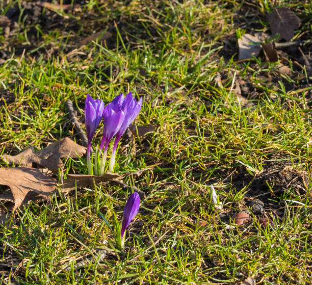 istock Early Purple Crocuses on Pasture 1305913682